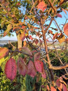 紅が散る