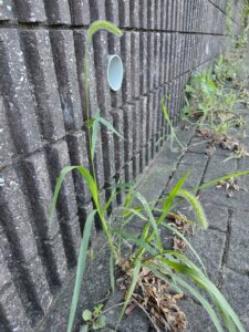 極東草社会PART3