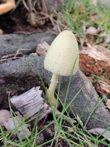 兇悪のコガネキヌカラカサタケ