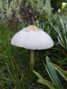 兇悪のオオシロカラカサタケ