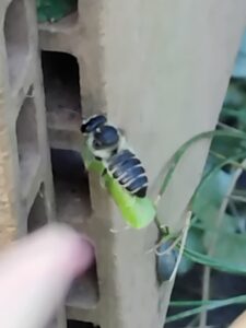 ハキリバチの活躍