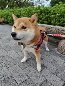 Yuzuちゃん～カッコいい犬たち（その５）