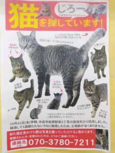 さがし猫