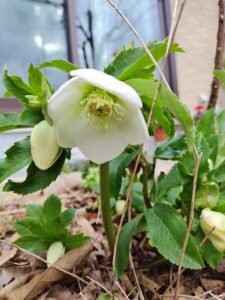 2026年のクリスマスローズ