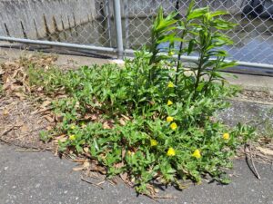 兇悪の「寄せ植え」