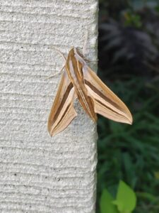 兇悪のセスジスズメ