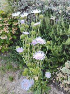 真夏の花ストケシア