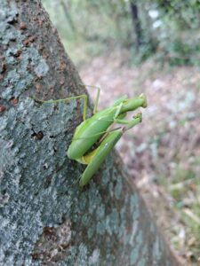 ハラビロカマキリの恋